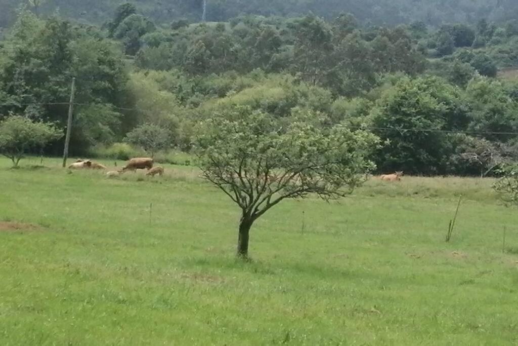 Apartamento En Casa Rural Con Amplio Jardin A 5 Min De La Playa Situacion Inmejorable La Riera  Exterior foto